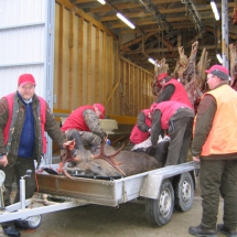 Kari valmistautuu sarvien irroitukseen