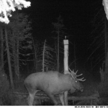 Simpun riistakamera 22.9