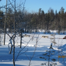 koiravaljakko ajelu helmikuu 2017